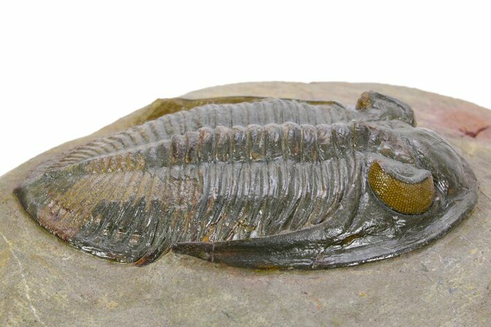Multi-Toned Odontochile Trilobite - Morocco #356942